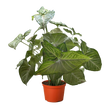 Syngonium 'Confetti'