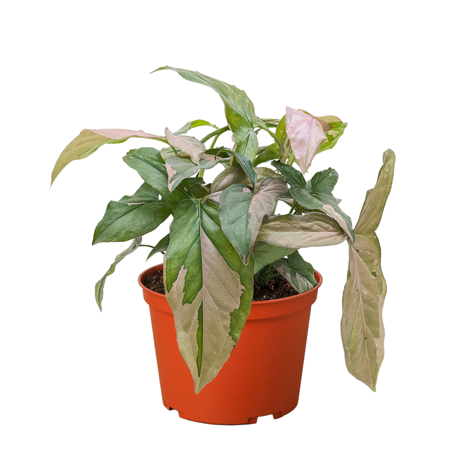 Syngonium 'Pink Splash' - 4