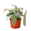 Syngonium 'Pink Splash' - 4