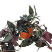Syngonium 'Red Arrow'