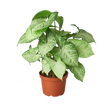 Syngonium White Butterfly