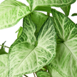Syngonium White Butterfly