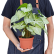 Syngonium White Butterfly