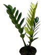 Zamioculcas 'Chameleon'