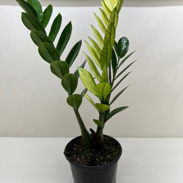 Zamioculcas 'Chameleon'