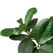 Hoya Obovata