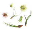 7 Air Plant Variety Pack - Tillandsias