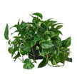 Pothos 'Golden'