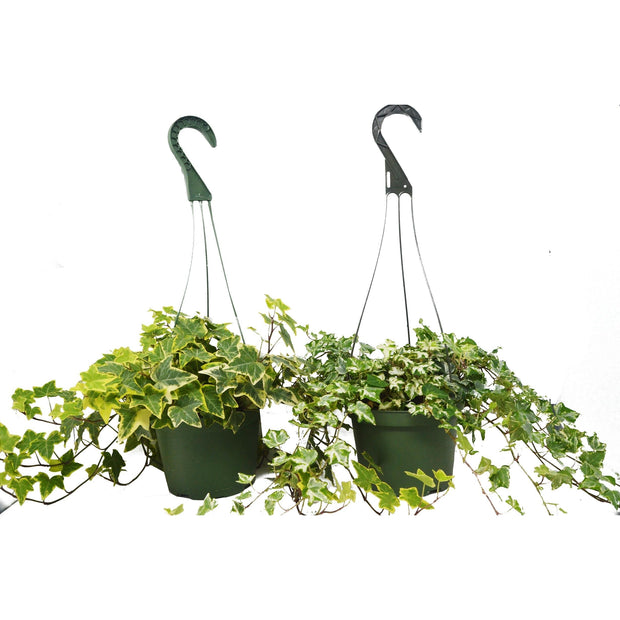2 English Ivy Variety Pack - 6" Hanging Pot