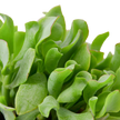 Ripple Jade Succulent
