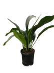 Aspidistra 'Cast Iron'