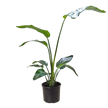 White Bird of Paradise 'Strelitzia Nicolai'