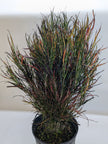 Croton 'Picasso'