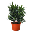 Dracaena 'Janet Craig'