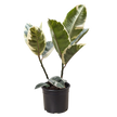 Ficus Elastica 'Tineke'