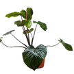 Homalomena 'Emerald Gem'