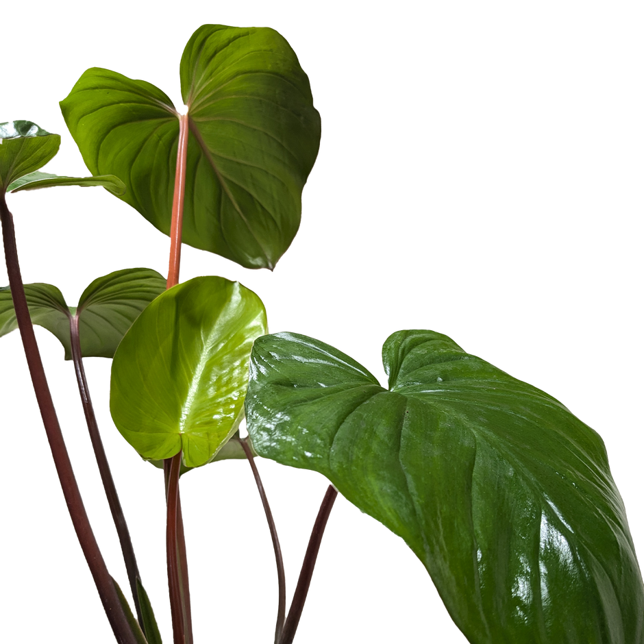 Homalomena 'Emerald Gem'