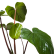 Homalomena 'Emerald Gem'
