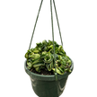 Hoya Rope Plant