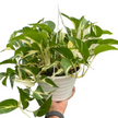 Monstera Mutant Manjula | Rare Variegated Pothos | House Plant Shop