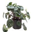 Peperomia Watermelon