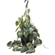 Philodendron 'Brandi'