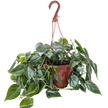 Philodendron Cordatum Heartleaf | Easy Care Climbing Houseplant | House Plant Shop