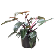 Philodendron 'Pink Princess'