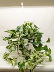 Pothos Manjula | Variegated Trailing Plant with Marble Leaves | House Plant Shop