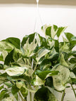 Pothos Manjula | Variegated Trailing Plant with Marble Leaves | House Plant Shop
