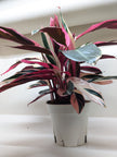 Stromanthe Triostar