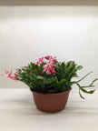 Christmas Cactus | Easy Care Holiday Plant | House Plant Shop