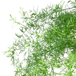 Fern 'Sprengeri'