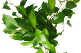 Ficus 'Benjamina' - 6