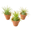 3 Ionantha Air Plants with Mini Terra Cotta Pots