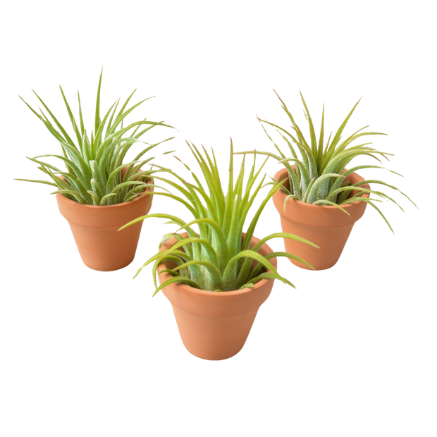 3 Ionantha Air Plants with Mini Terra Cotta Pots