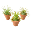 3 Ionantha Air Plants with Mini Terra Cotta Pots