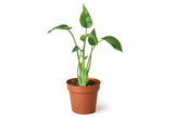 Alocasia 'Tiny Dancer' - 4
