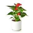 Anthurium 'Red'