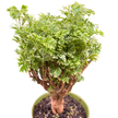 Aralia Ming Gold Mini Bonsai