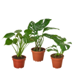Monstera Bundle