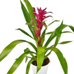 Bromeliad Guzmania 'Purple' - 4