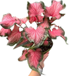 Caladium Red Flash | Bold Red & Green Tropical Foliage Plant | House Plant Shop