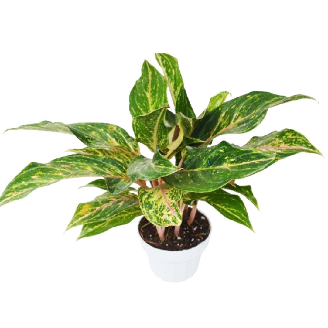 Chinese Evergreen 'Sparkling Sarah' - 6