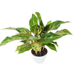 Chinese Evergreen 'Sparkling Sarah' - 6