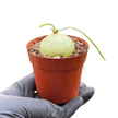 Climbing Onion