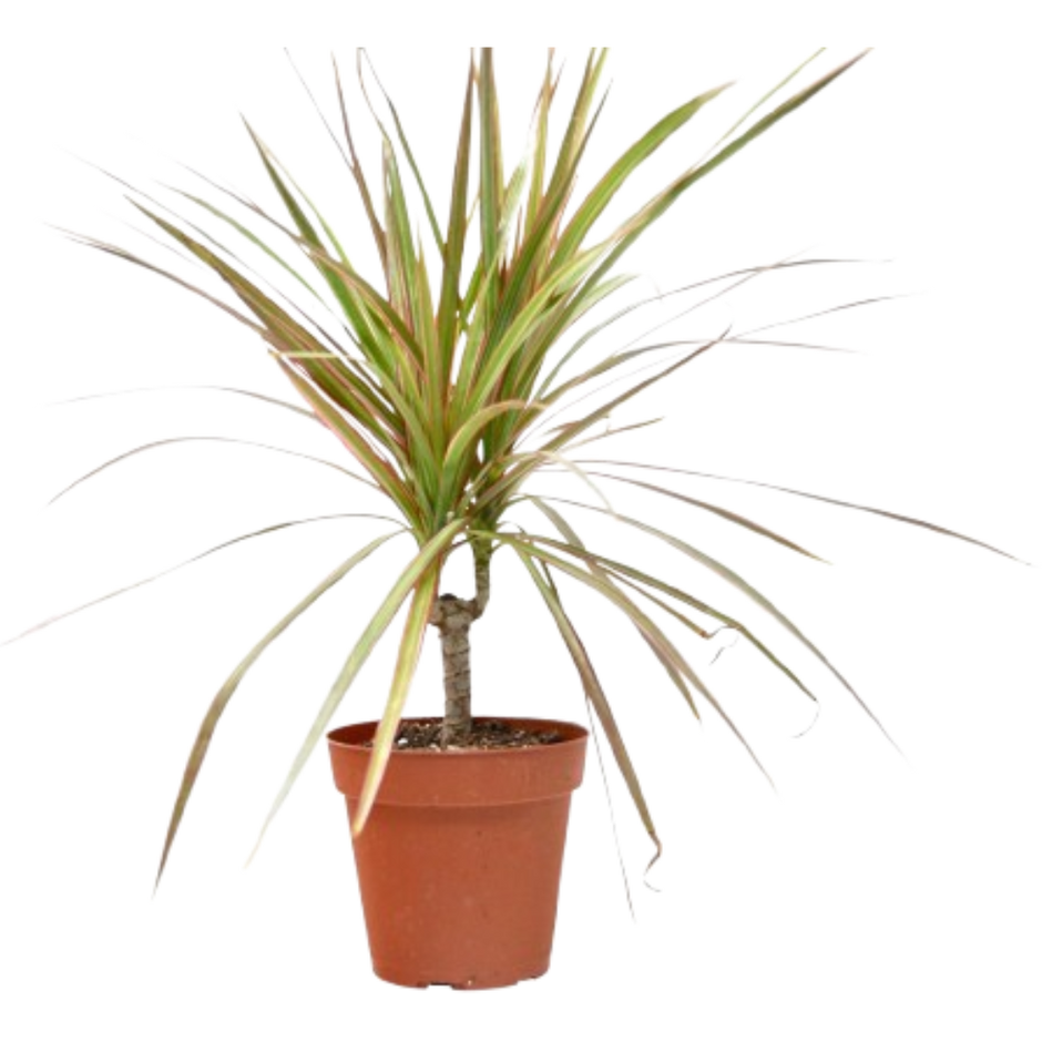 Dracaena 'Red Margined' - 4" Pot