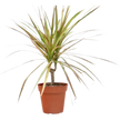 Dracaena 'Red Margined' - 4