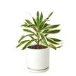 Dracaena 'Song of India'