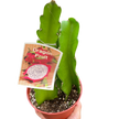 Dragon Fruit